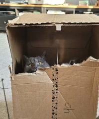 Hymns in Minor Keys & the Russian Easter Overture - the Excellent Cats ignore Culture.....