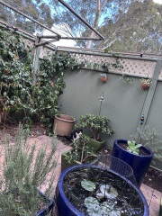 Hymns in Minor Keys & the Russian Easter Overture - the Excellent Cats ignore Culture.....