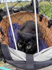 Cat carrier