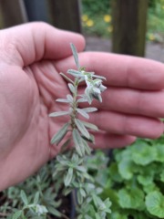 Can anyone identify this plant please..