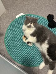 Pampered, Persian, Princess Penelope