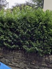 Cost effective plants to get privacy