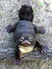 The Bluestocking - where women are women, and small furry animals are gerbils, quokkas,  capybaras, or a red panda called Rosy