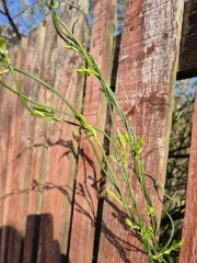 Does anyone recognise this possible weed?