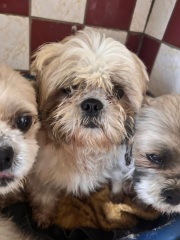 Over 100 dogs rescued ...