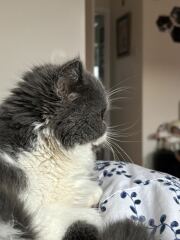 Pampered, Persian, Princess Penelope