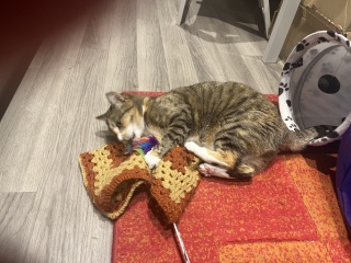 Hymns in Minor Keys & the Russian Easter Overture - the Excellent Cats ignore Culture.....