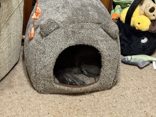 Hymns in Minor Keys & the Russian Easter Overture - the Excellent Cats ignore Culture.....