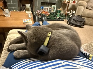Help I need a Tracking Device for Cats