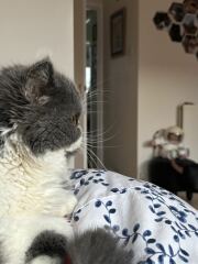 Pampered, Persian, Princess Penelope