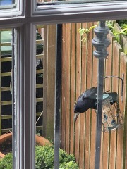 The Bluestocking Arms Women's Pub, where women make friends with Beetles, Androids, Cakes, Dragons, Hedgehogs and other women, where wit and wisdom flourish