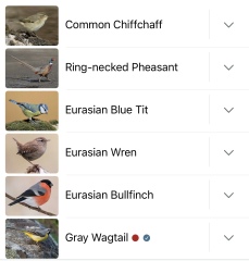 Garden birds today according to my Merlin app
