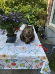 Hymns in Minor Keys & the Russian Easter Overture - the Excellent Cats ignore Culture.....