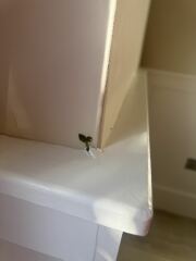 Discovered this growing inside our living room!