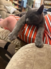 Hymns in Minor Keys & the Russian Easter Overture - the Excellent Cats ignore Culture.....