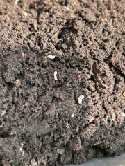 Are these the dreaded vine weevils?