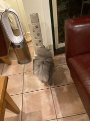 Hymns in Minor Keys & the Russian Easter Overture - the Excellent Cats ignore Culture.....