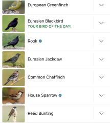 Garden birds today according to my Merlin app