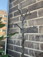 Why so sad, Apple tree?