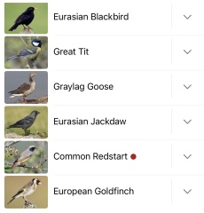 Garden birds today according to my Merlin app