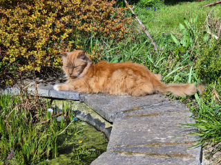 Need advice on a cat in our garden
