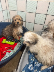 Over 100 dogs rescued ...