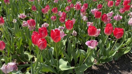 Any Witches Here? Part 21