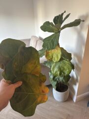 Please help save my house plants 🥺🪴🌿