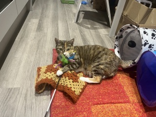 Hymns in Minor Keys & the Russian Easter Overture - the Excellent Cats ignore Culture.....