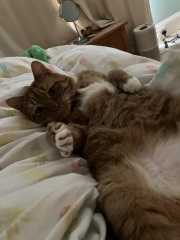 Where do people get cats from now?