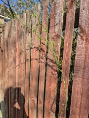 Does anyone recognise this possible weed?