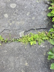 Council slab patio gaps