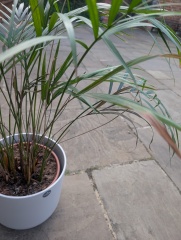 Houseplant help!