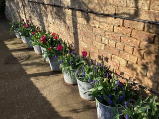 What have you done in the garden today? Part 6