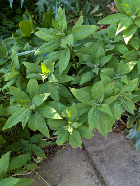 Can anyone ID this please? Google image not being helpful