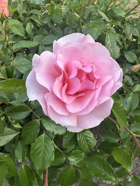 Which rose has bloomed first in your garden?