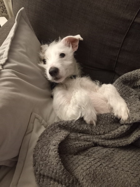 Tell me about sausage dogs.