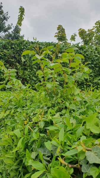 Is this a rose growing in my hedge