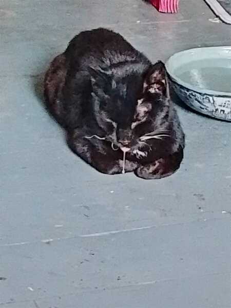 Hymns in Minor Keys & the Russian Easter Overture - the Excellent Cats ignore Culture.....