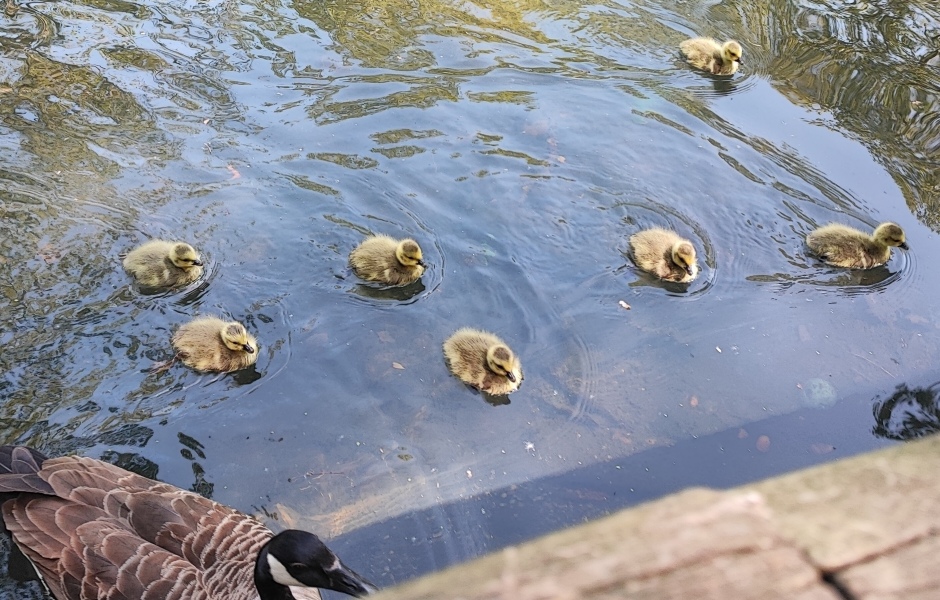 Where are all the ducklings? 🐥