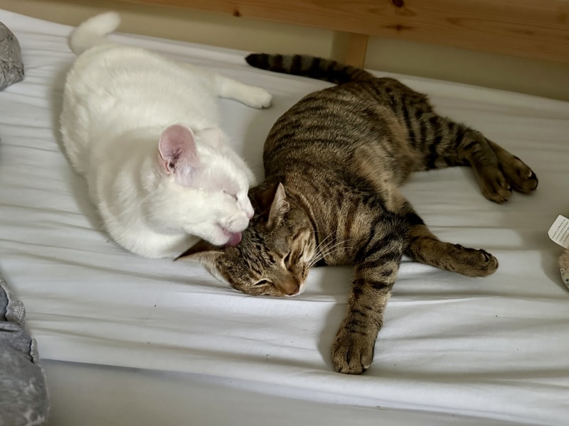 Hymns in Minor Keys & the Russian Easter Overture - the Excellent Cats ignore Culture.....