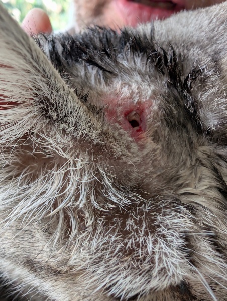 Do cats always need antibiotics for a bite?