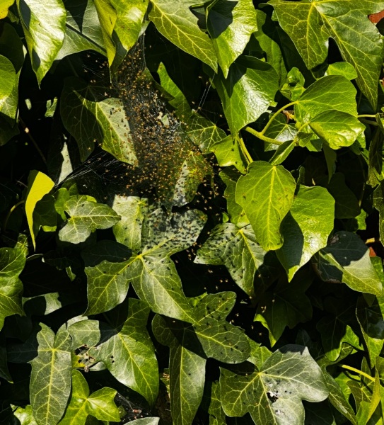 Baby Spiders! Help!