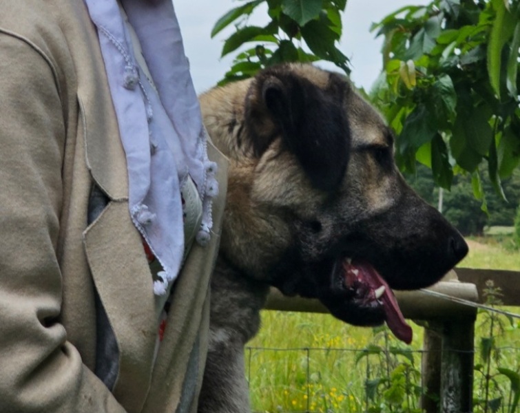 Looking for a steel/metal bath/pool for xxl dog!