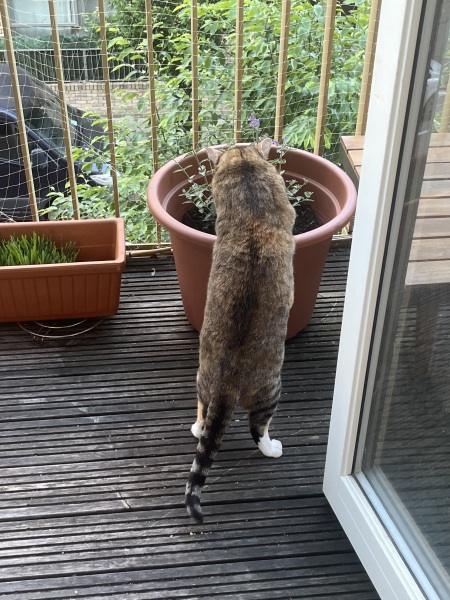 Hymns in Minor Keys & the Russian Easter Overture - the Excellent Cats ignore Culture.....