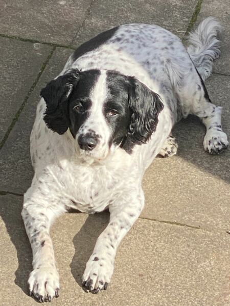 Shameless puppy pic post - please admire my gorgeous boy