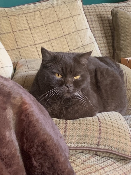 Taking on a 16 year old cat.