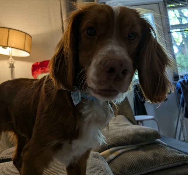 Adolescent Dog Survival Thread - for teenage dirtbags