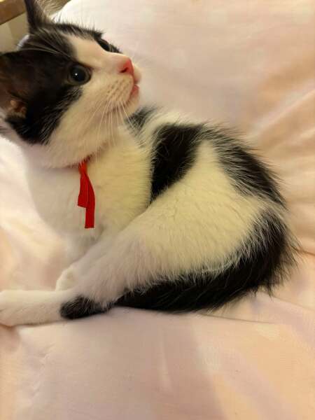 Hymns in Minor Keys & the Russian Easter Overture - the Excellent Cats ignore Culture.....