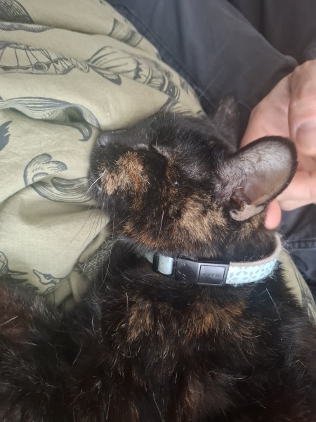 Picking up our cat that's been 'missing' for years